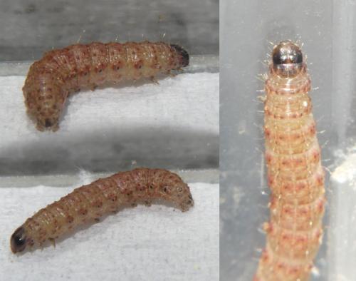 Réf. 304 902 : Caradrina flavirena